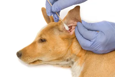 Ушные заболевания у собак: фото примеры скачать бесплатно