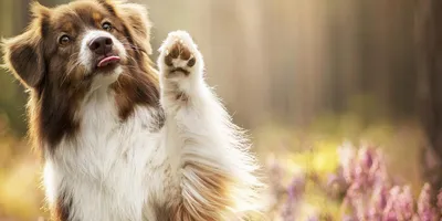 Собачьи ушные болезни на изображениях с возможностью бесплатной загрузки