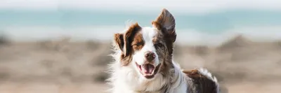 Ушные заболевания у собак: фото примеры с возможностью бесплатной загрузки