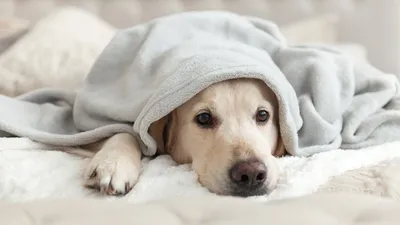 Устюк в лапе у собаки: Лучшие фото собачьей модели для загрузки