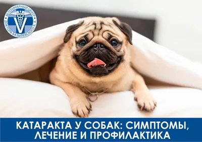Фотография собаки с прекрасным фоном в jpg формате для веб-сайтов