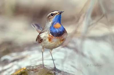 Варакушка (Luscinia svecica). Фотогалерея птиц. Фотографии птиц России,  Беларуси, Украины, Казахстана, Таджикистана, Азербайджана.