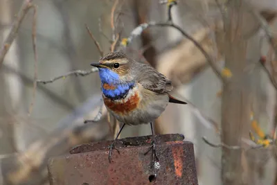 Bluethroat ,Варакушка - Luscinia svecica. Фотограф Евгений