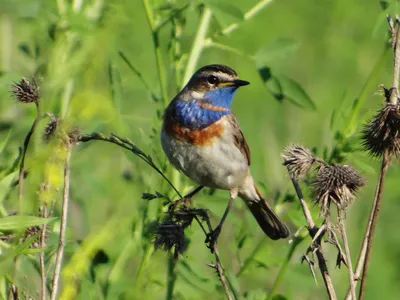 Птица Варакушка (Luscinia svecica): фото и описание