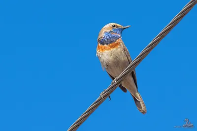 Варакушка (Luscinia svecica). Птицы Сибири.