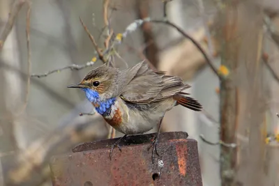 Варакушка (Luscinia svecica)