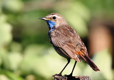 Варакушка (Luscinia svecica)