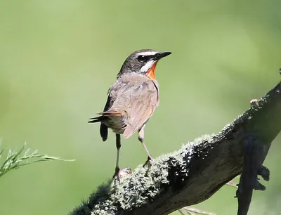 Варакушка, 6.05.2020, Краснокамский район, фото Подмарёва А.И. - Атлас птиц  Уфы