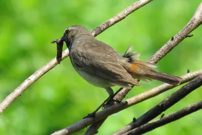 Bluethroat ,Варакушка - Luscinia svecica. Фотограф Евгений