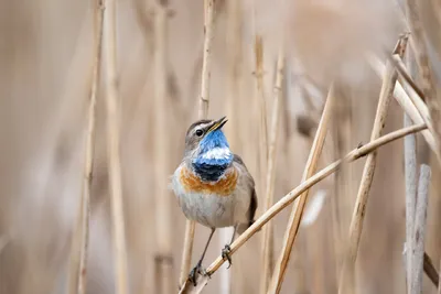 Варакушка (Luscinia svecica). Птицы Сибири.