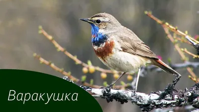 Варакушка [группа svecica] - eBird