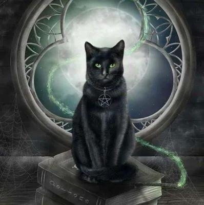 Witch cat | Пикабу