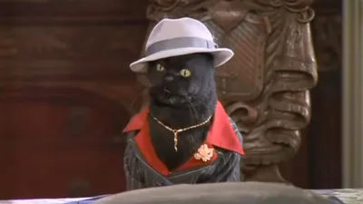 кошка в шляпе ведьмы сидит перед украшениями на хэллоуин, картинка  хэллоуина кота фон картинки и Фото для бесплатной загрузки