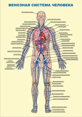 [61+] Вена человека фото фото