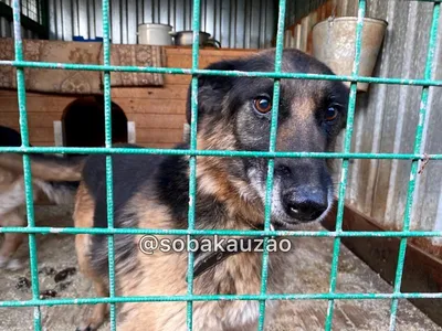 Скачать в высоком качестве фото Венсаркома у собак на фон