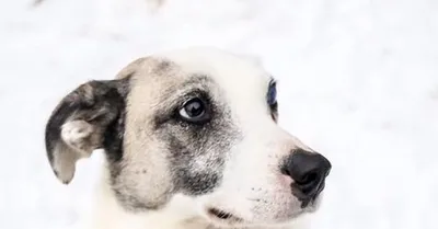 Картинки Венсаркома у собак в jpg формате с бесплатной загрузкой