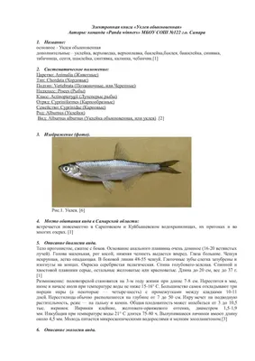 Виды рыб, которые водятся в водоёмах экопарка «Акварель»