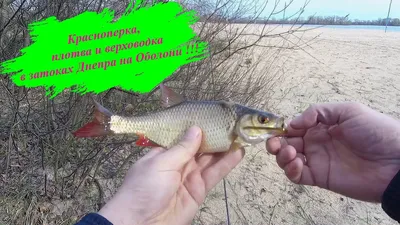 Рыбалка. Ловля верховодки (уклейки). My fishing. - YouTube