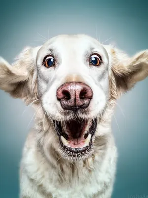 Веселая собака в формате jpg доступна для скачивания бесплатно!