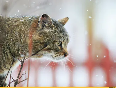 Иллюстрация Весенний кот для открытки в стиле детский, книжная