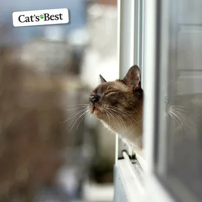 Весенние коты. Наблюдения. | Cat's Best | Дзен