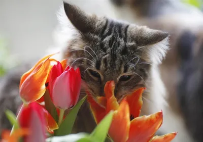 Весенний кот\" | Галерея Кустановича