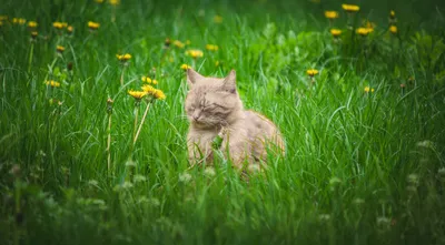 Весенние коты в Уфе | Природа | ОБЩЕСТВО | АиФ Уфа