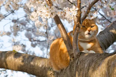 Одесские коты вышли греться под весенними лучами солнца (фоторепортаж) —  УСІ Online