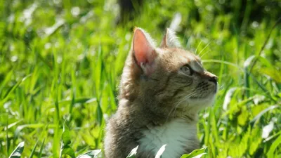 Коты Хабаровска радуются наступившей весне — Новости Хабаровска