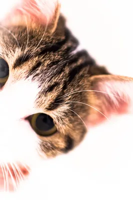 Фотографии Лысьвы: Коты весенние, обыкновенные