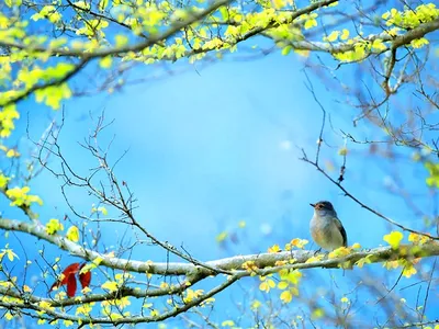 Весенние птицы - Енот оленевод
