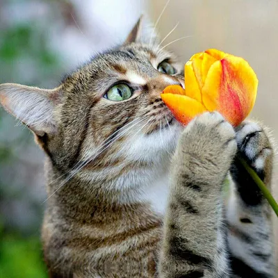 Мартовский кот — символ весны #zoo #животные #тварини #зверь #звірі #кот  #кошка #коты #котэ #весна … | Очаровательные котята, Кошки и котята, Самые  милые животные