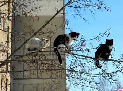 7 фактов о том, как коты встречают весну | Все для Вас Сергиев Посад