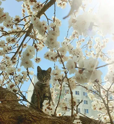 в комментариях продолжение :: весна - коты прилетели :: подборка :: коты на  деревьях :: коты прилетели :: живность :: котэ (прикольные картинки с  кошками) / смешные картинки и другие приколы: комиксы, гиф анимация, видео,  лучший интеллектуальный юмор.