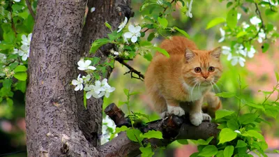 Экспозиция \"Джаз! Коты! Весна!\" в минском Центре современных искусств