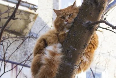 С началом весны хабаровские коты выходят на поиски своей «второй половинки»  (ФОТО) — Новости Хабаровска