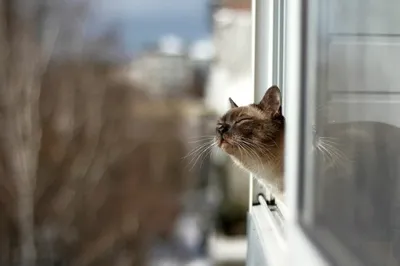 Весна, коты прилетели! | | Nalichniki.com