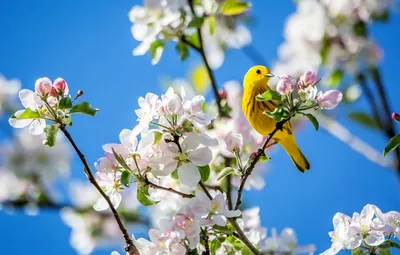 Фон птицы весной (57 фото)