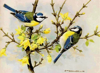 Красивые птицы весной (56 фото) - красивые фото и картинки pofoto.club