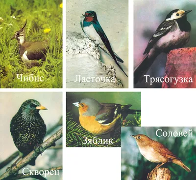 Судьба любовь весна птицы» — создано в Шедевруме