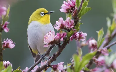 Разноцветная ЖИЗНЬ - В ожидании весны 🌸 @astrailor_jp _____ #color #цвет # весна #птицы #spring #birds | Facebook