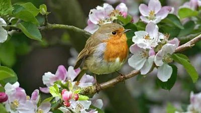 весна, птицы