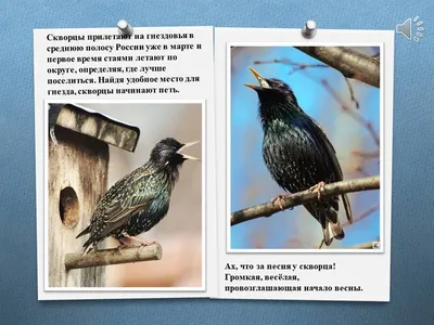 Весенние Птицы — стоковая векторная графика и другие изображения на тему  Птица - Птица, Векторная графика, Весна - iStock
