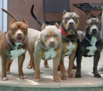 Уникальные фотографии видов бойцовских собак