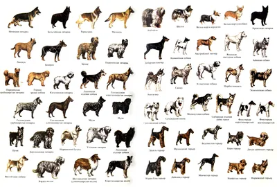Изображения разных видов бойцовских собак в формате jpg