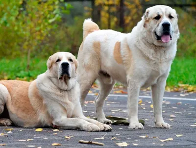 Разнообразие видов бойцовских собак на фото
