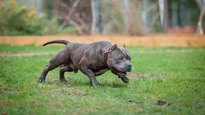 Скачайте бесплатно фото с изображением бойцовских собак
