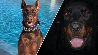 Бойцовские собаки – фото, картинки и изображения