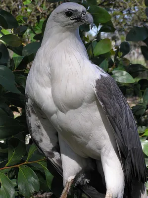 Хищные птицы нашей страны. Часть 3. Орлы. Степной орел. | Пикабу