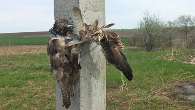 В Одесской области выпустили пару редких соколов, прошедших реабилитацию |  Новости Одессы